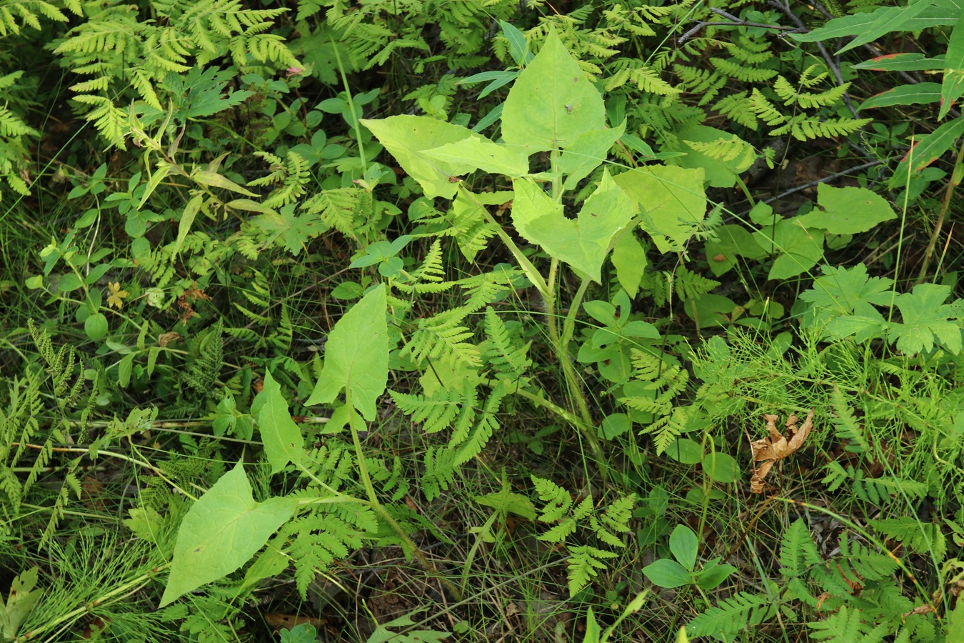 Image of Cicerbita alpina specimen.