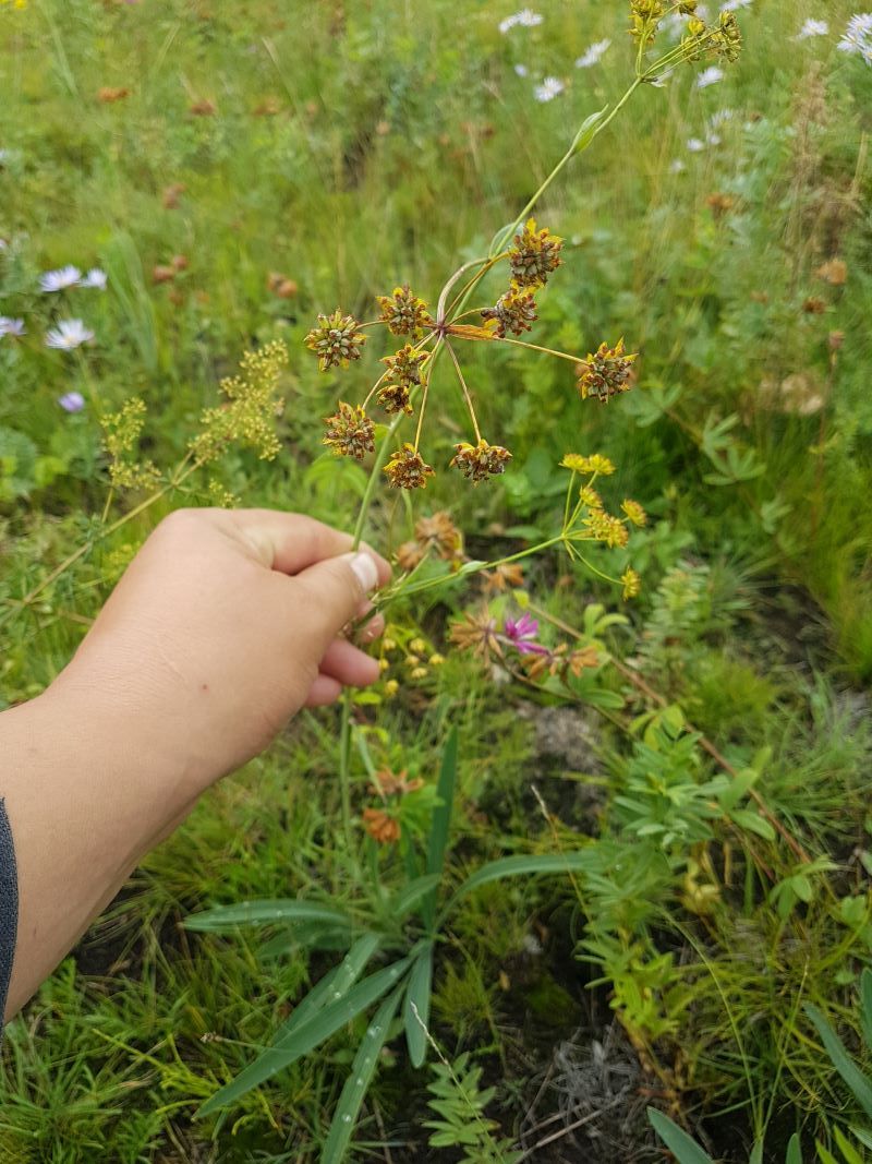 Image of Bupleurum sibiricum specimen.