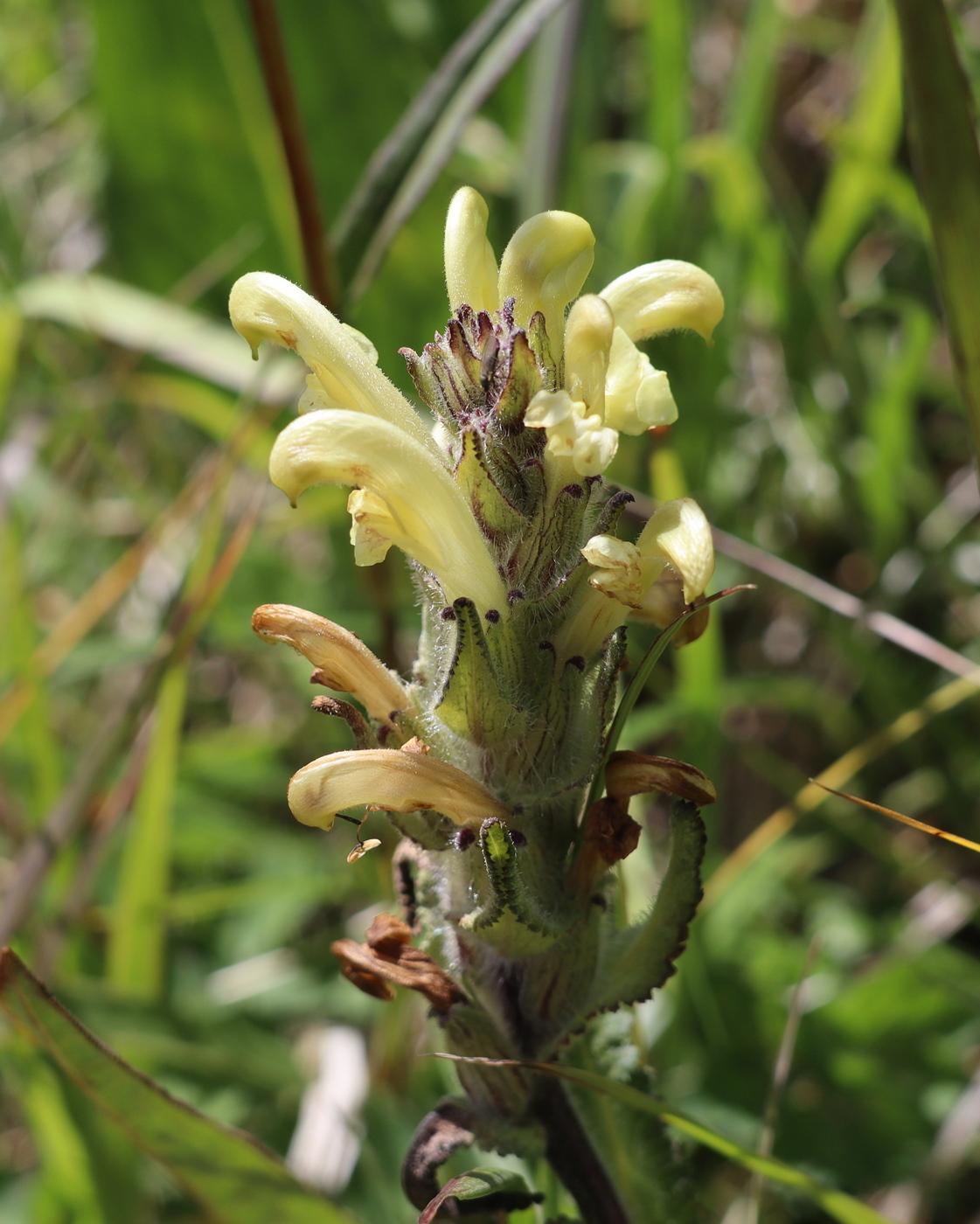 Image of Pedicularis tristis specimen.