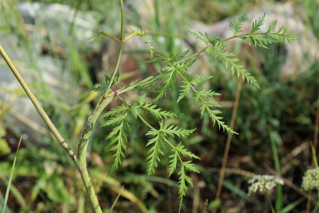 Image of Conioselinum tataricum specimen.