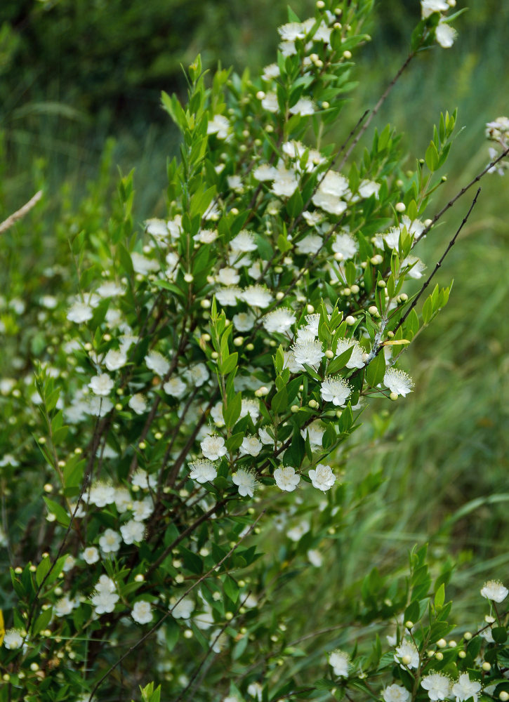 Image of Myrtus communis specimen.