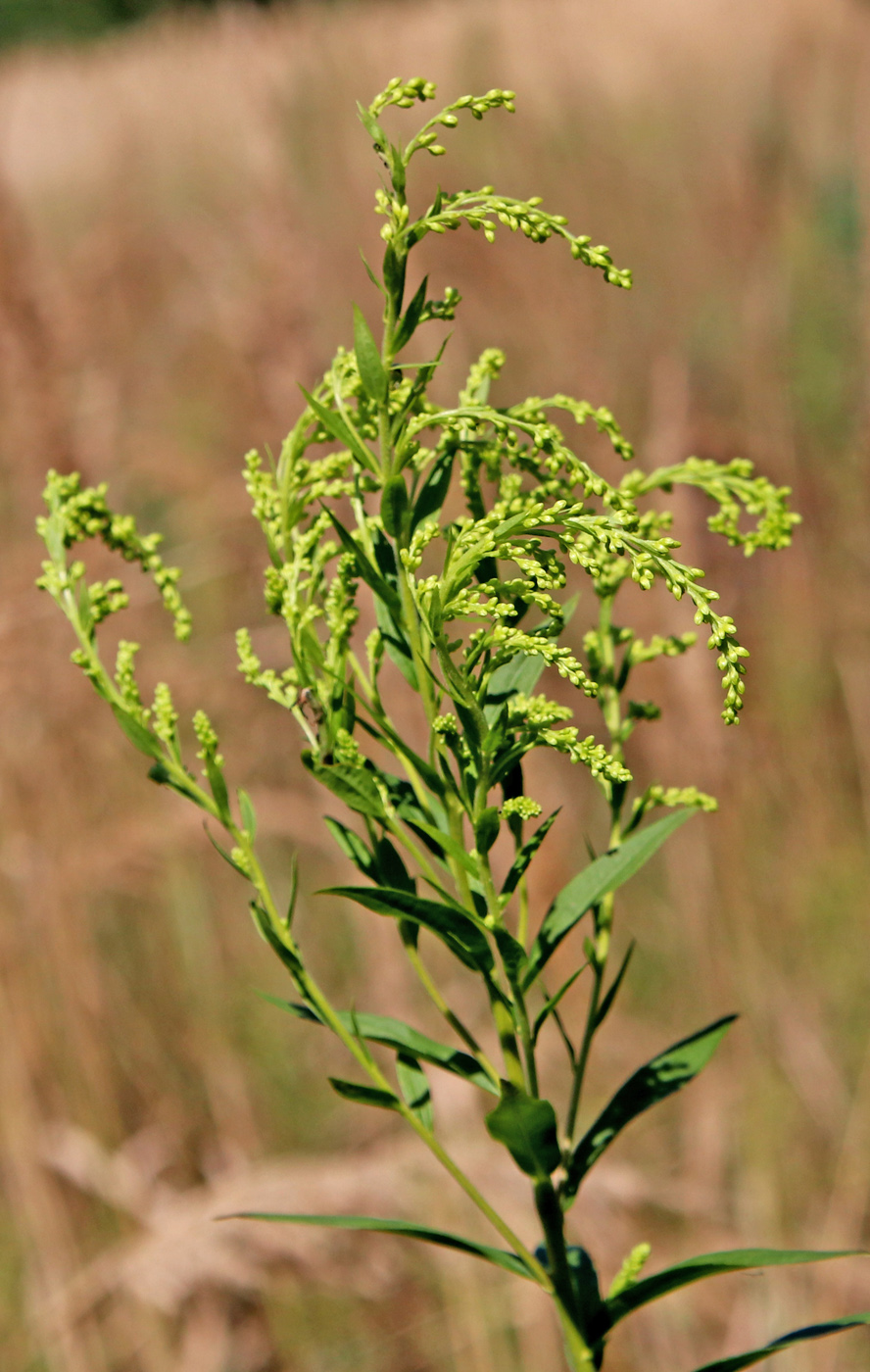 Image of Solidago canadensis specimen.