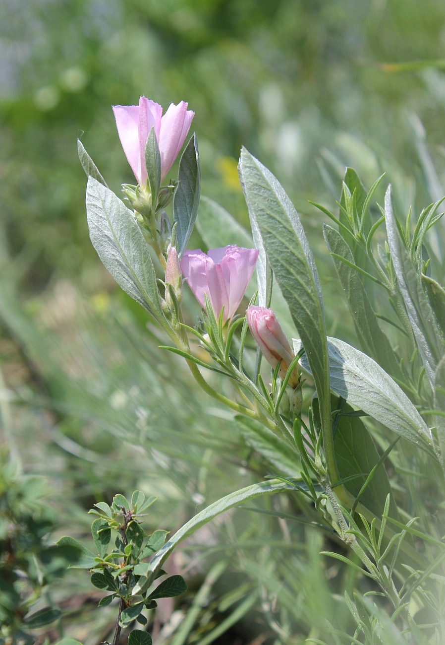 Изображение особи Convolvulus lineatus.