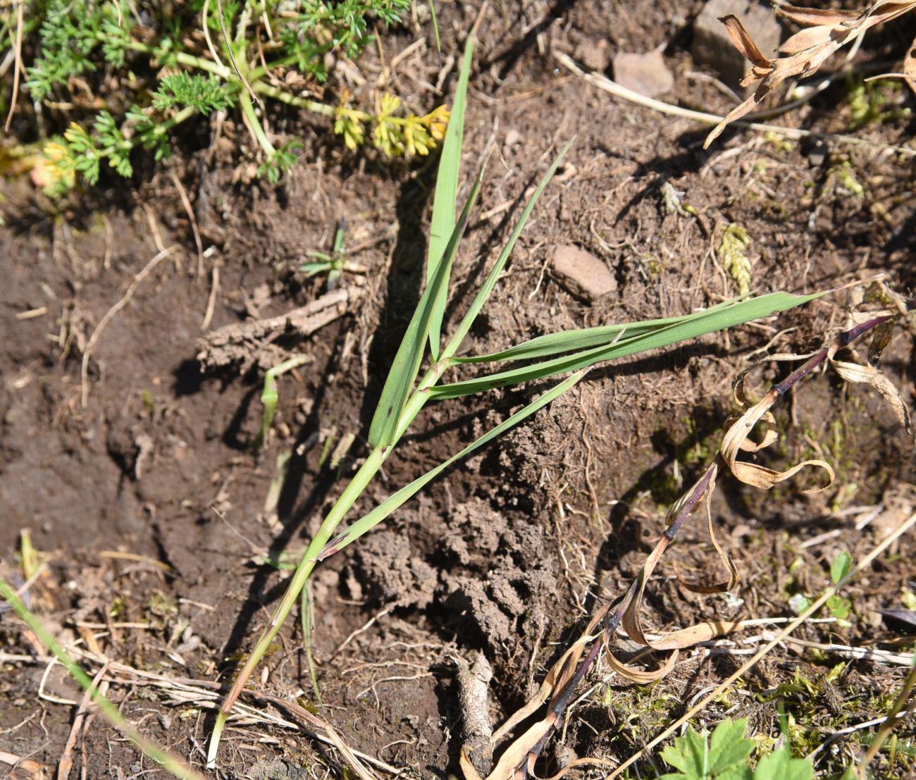 Изображение особи семейство Poaceae.