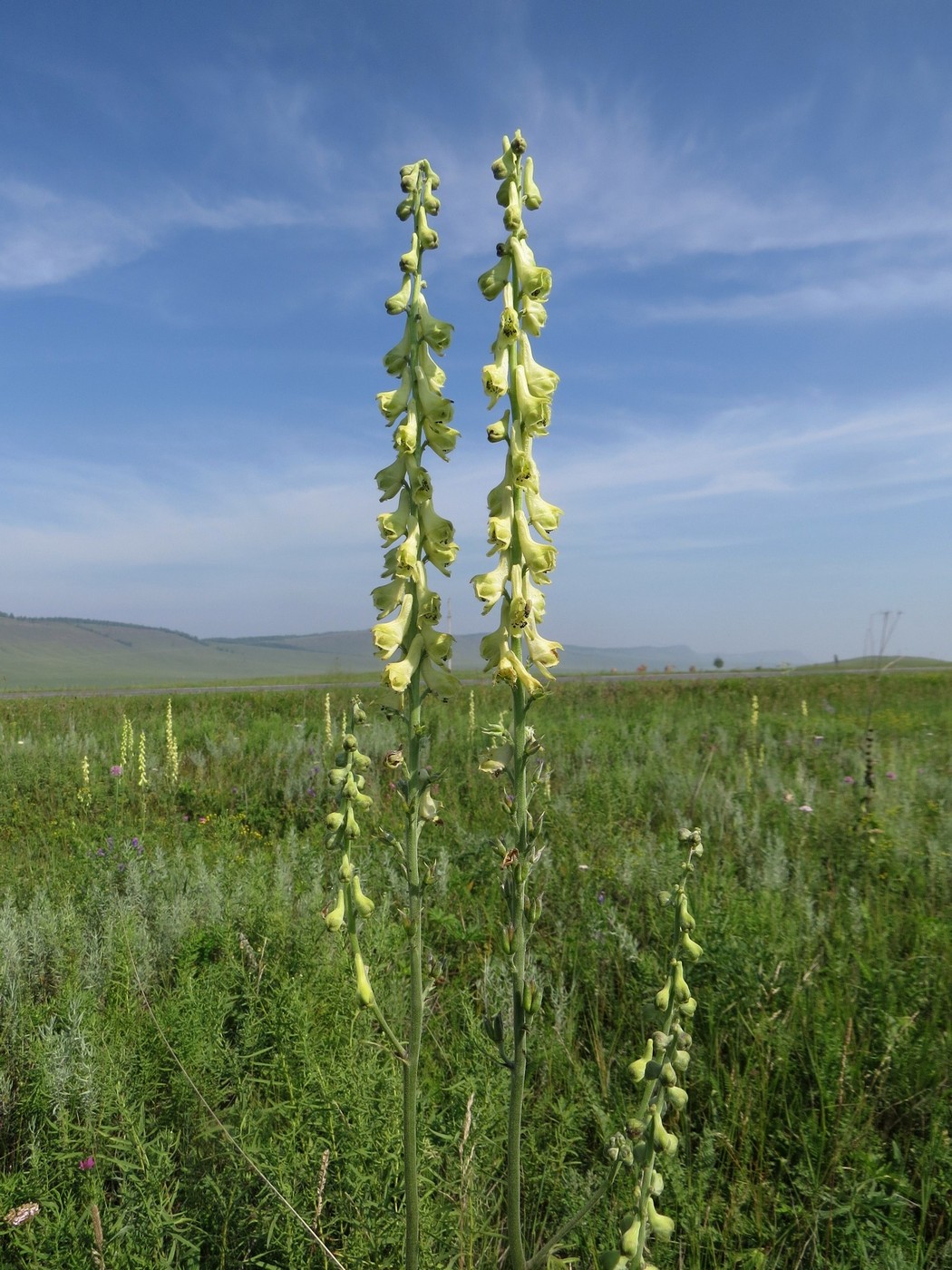 Изображение особи Aconitum barbatum.