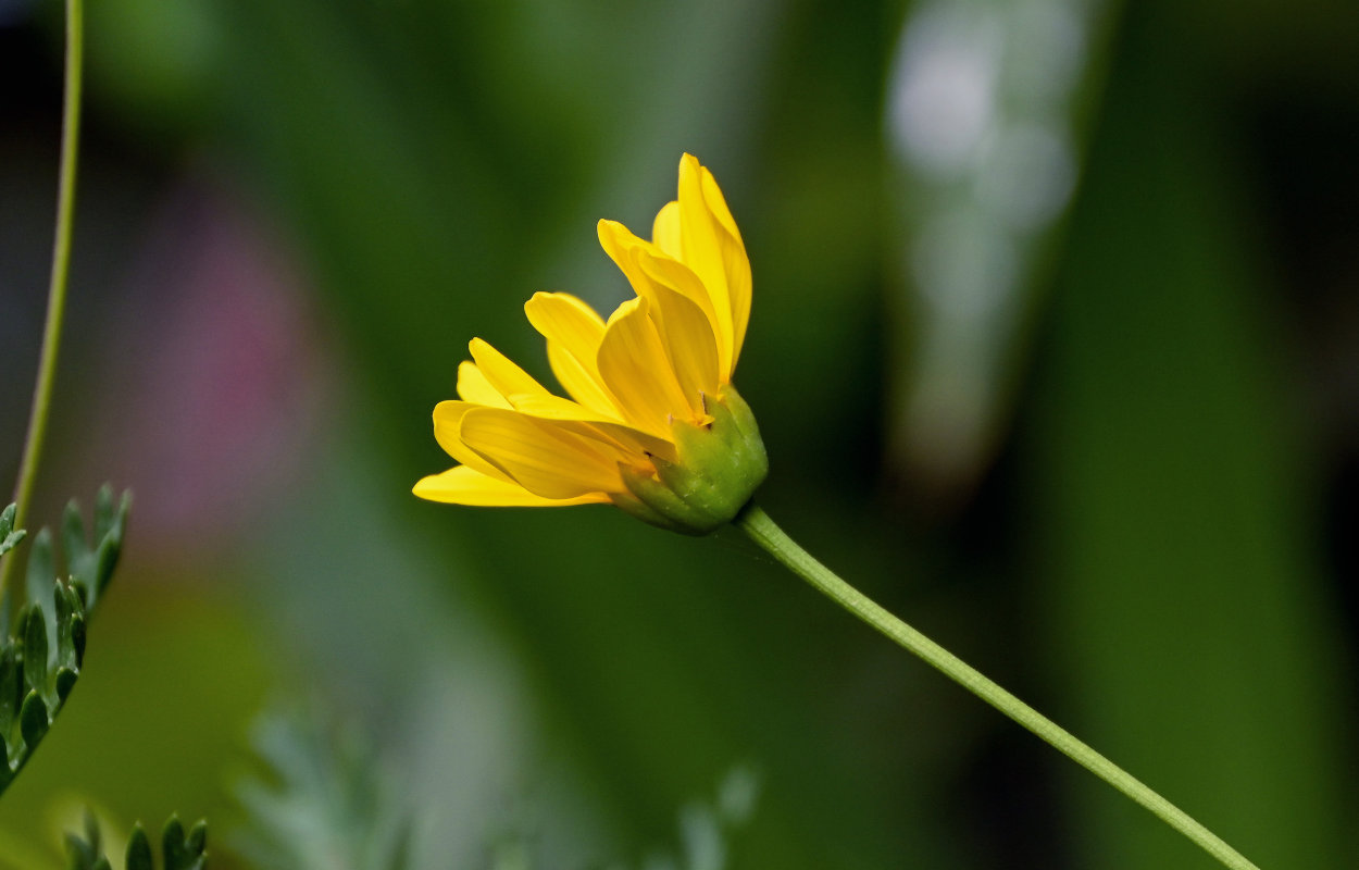 Изображение особи Euryops pectinatus.