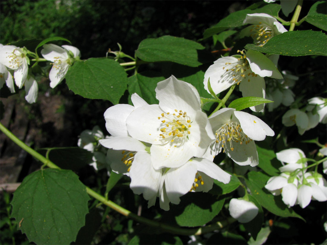 Image of Philadelphus coronarius specimen.