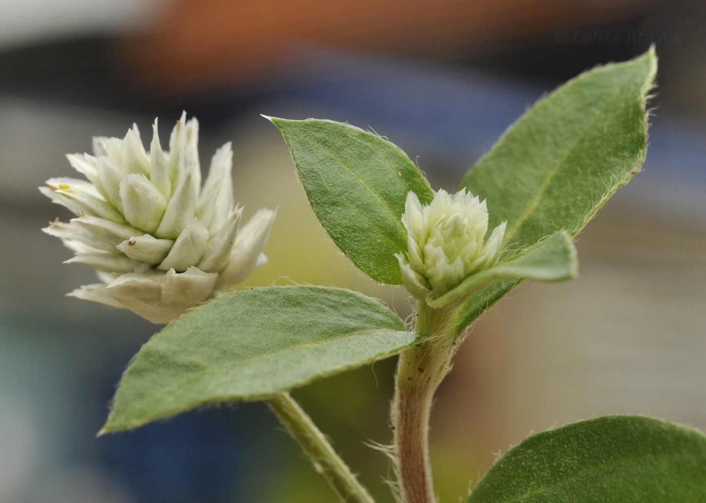 Изображение особи Gomphrena celosioides.