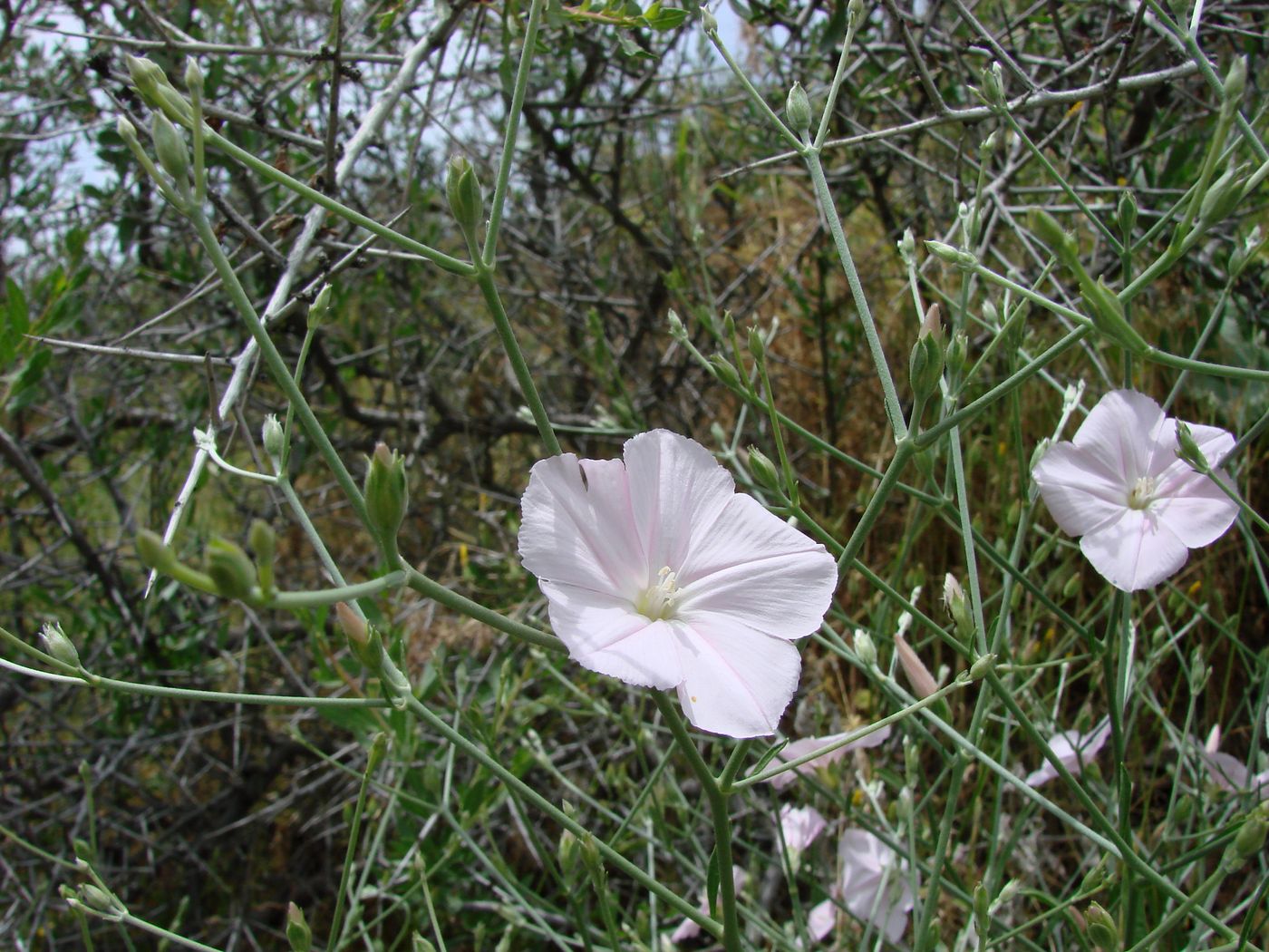 Изображение особи Convolvulus pseudocantabrica.