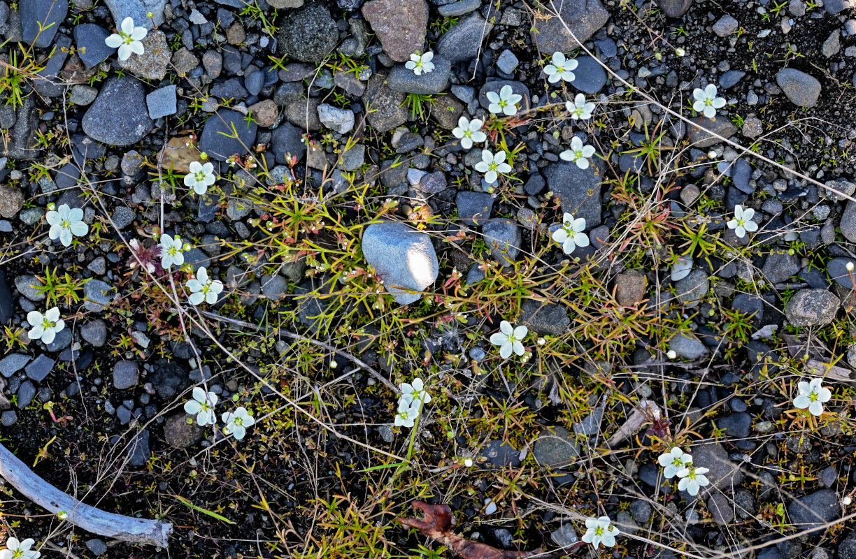 Image of Minuartia verna specimen.