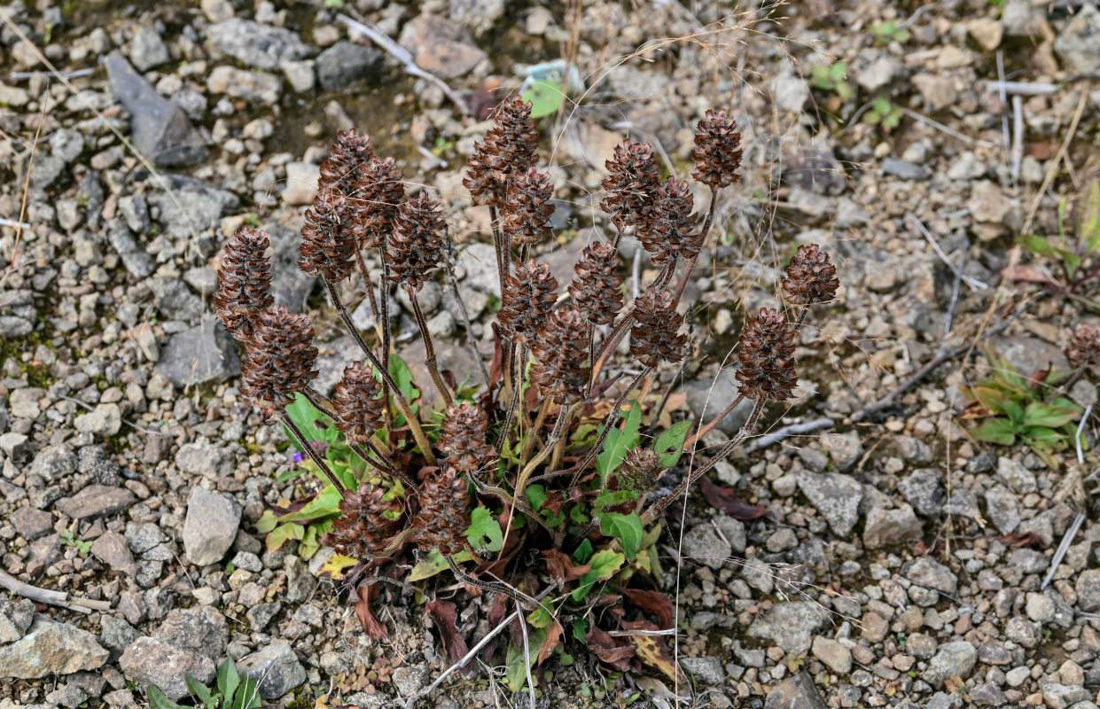 Изображение особи Prunella japonica.