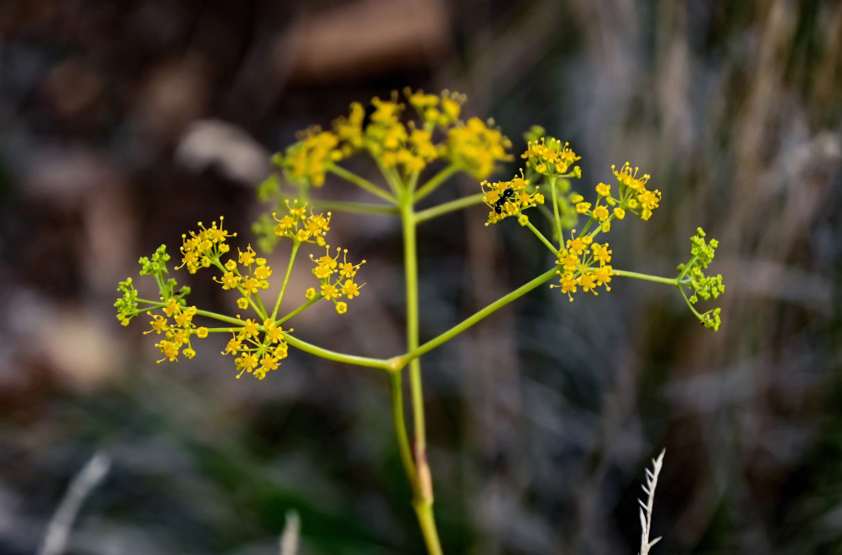 Изображение особи Ferula caspica.