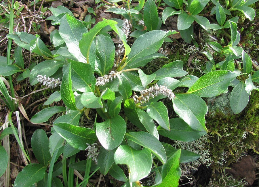 Image of Salix arctica specimen.