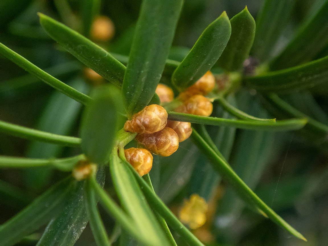 Image of genus Taxus specimen.