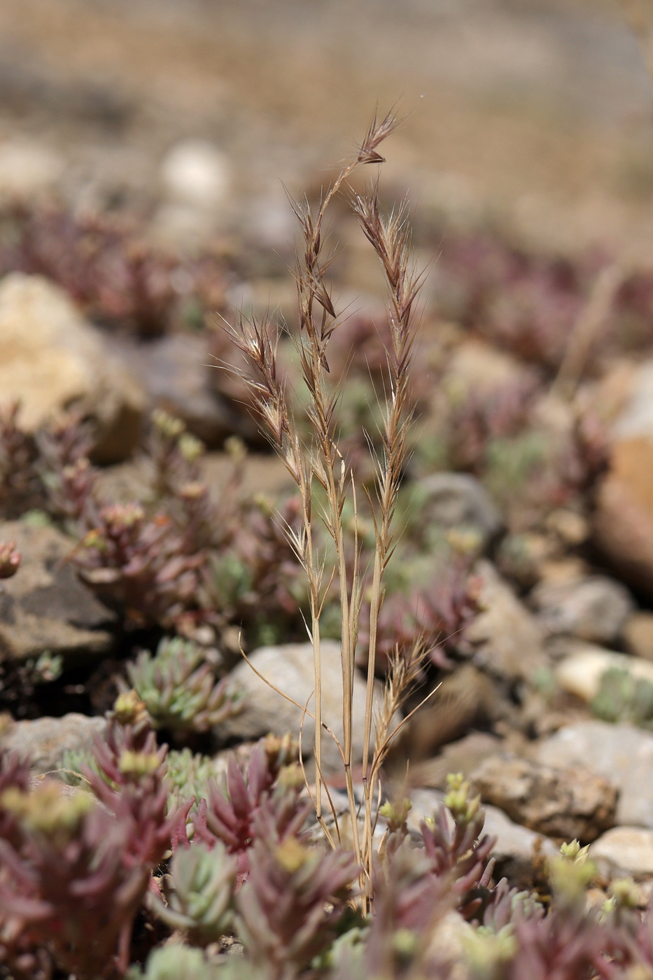 Изображение особи Vulpia ciliata.