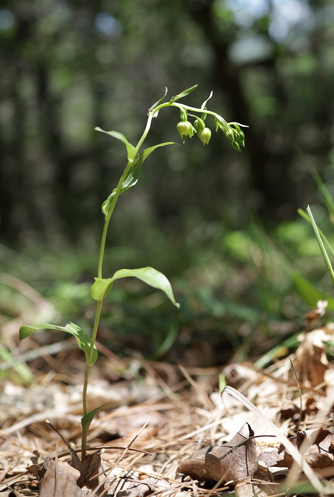 Image of Epipactis euxina specimen.