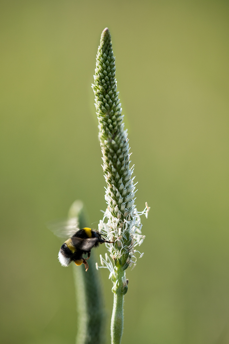 Image of Plantago urvillei specimen.