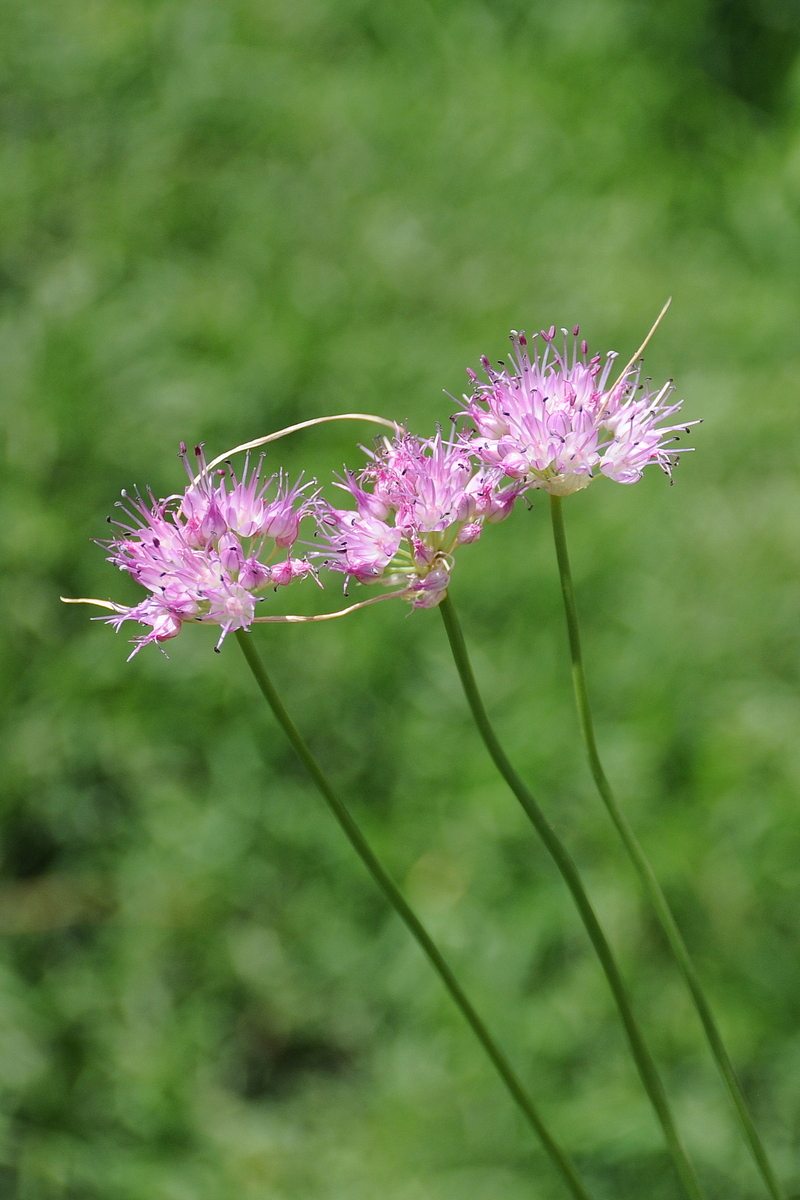 Image of genus Allium specimen.