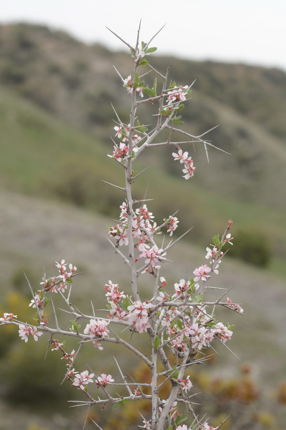 Изображение особи Amygdalus spinosissima.