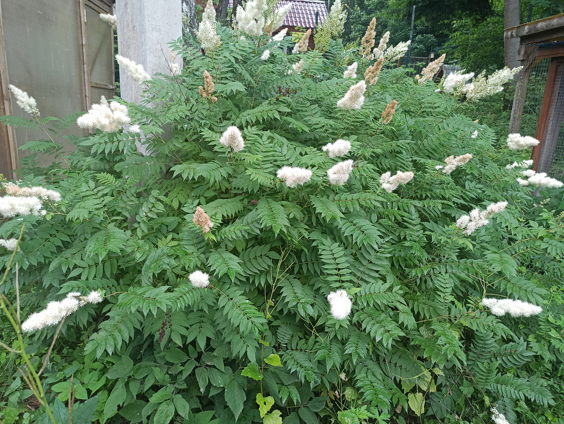 Image of Sorbaria sorbifolia specimen.