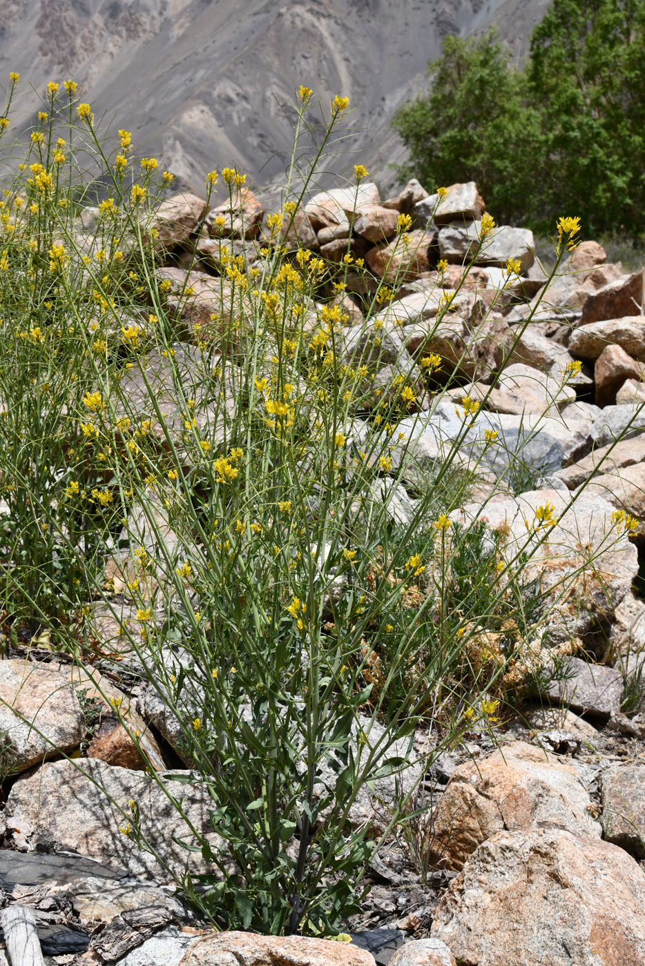 Image of Sisymbrium brassiciforme specimen.