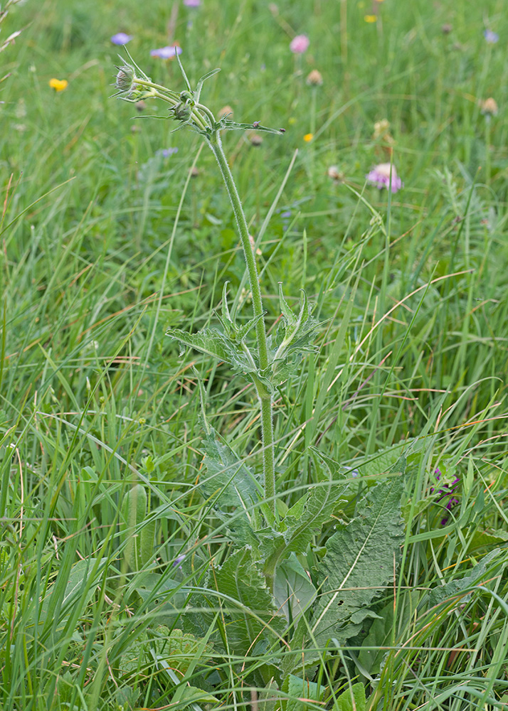 Image of Knautia montana specimen.