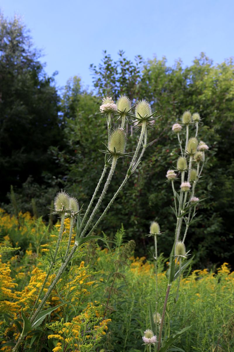 Image of genus Dipsacus specimen.