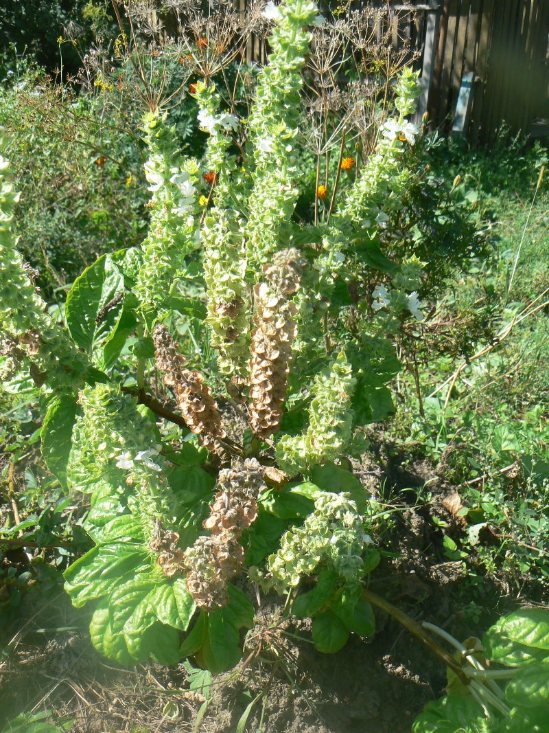 Image of genus Ocimum specimen.