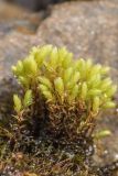 род Bryum