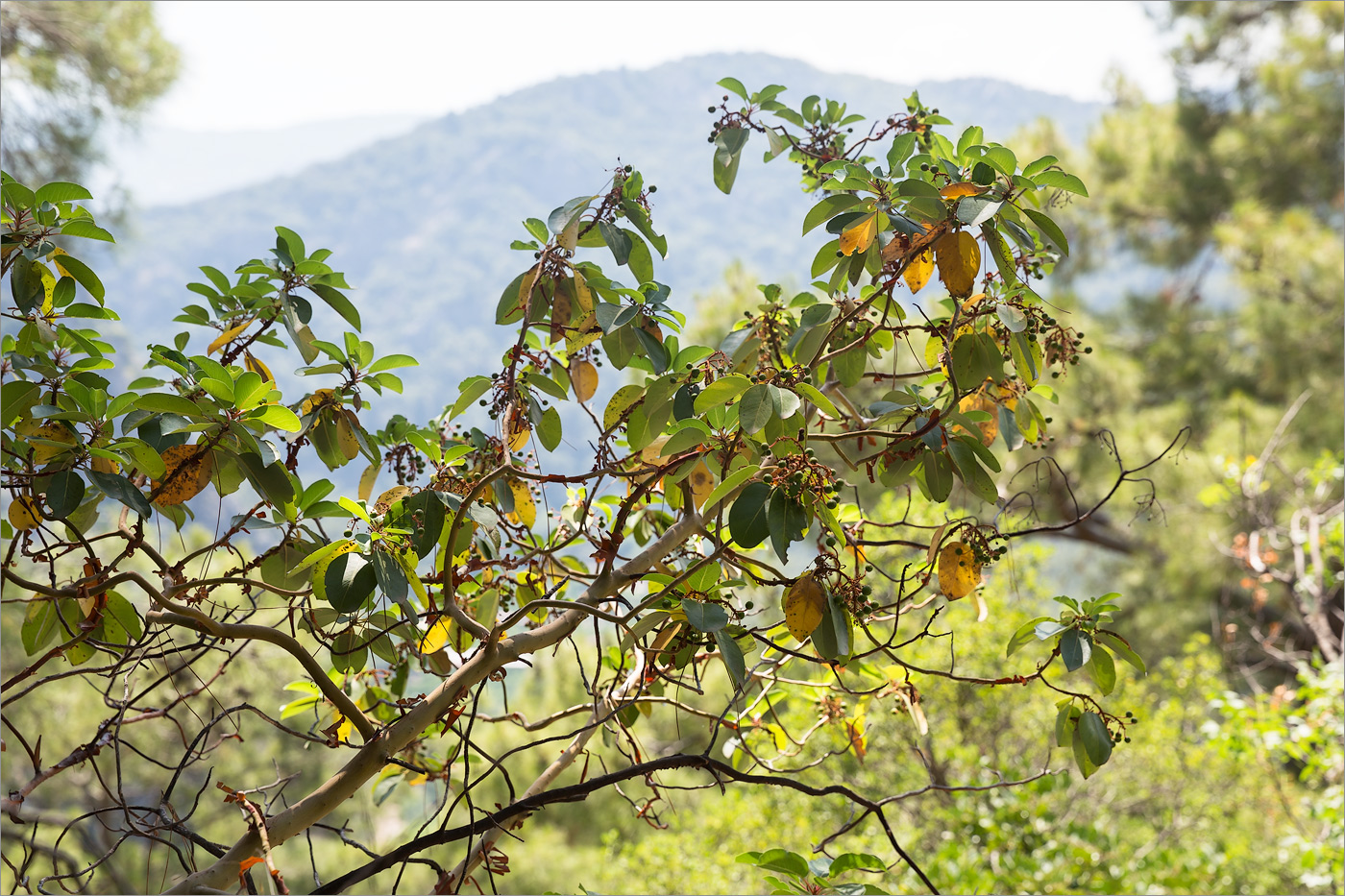 Image of Arbutus andrachne specimen.