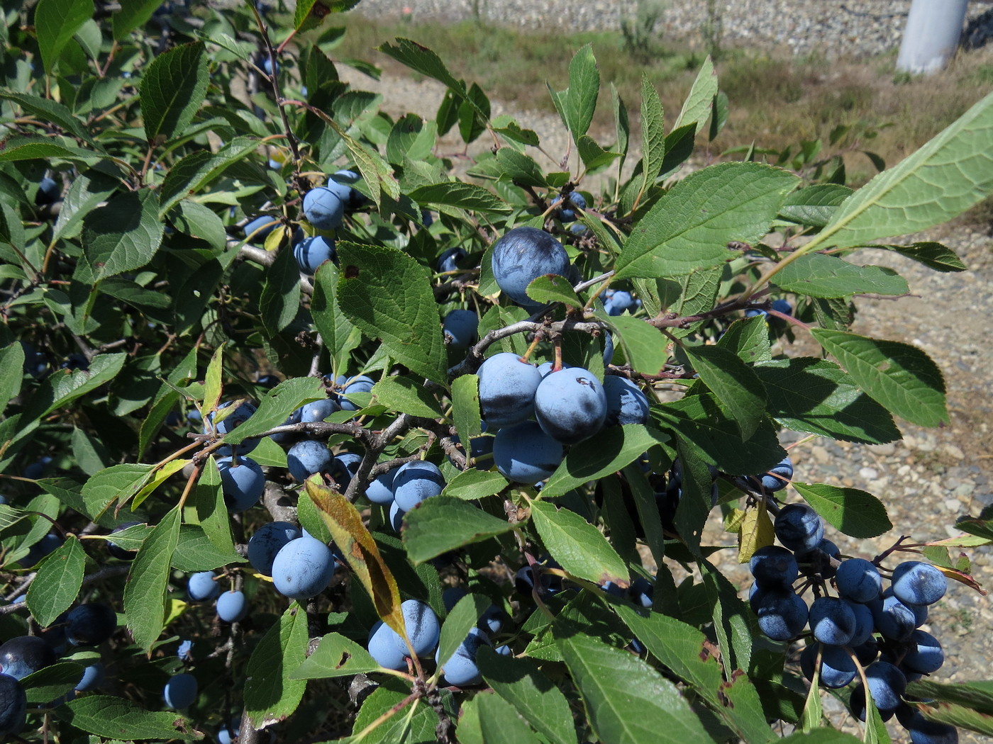 Изображение особи Prunus spinosa.