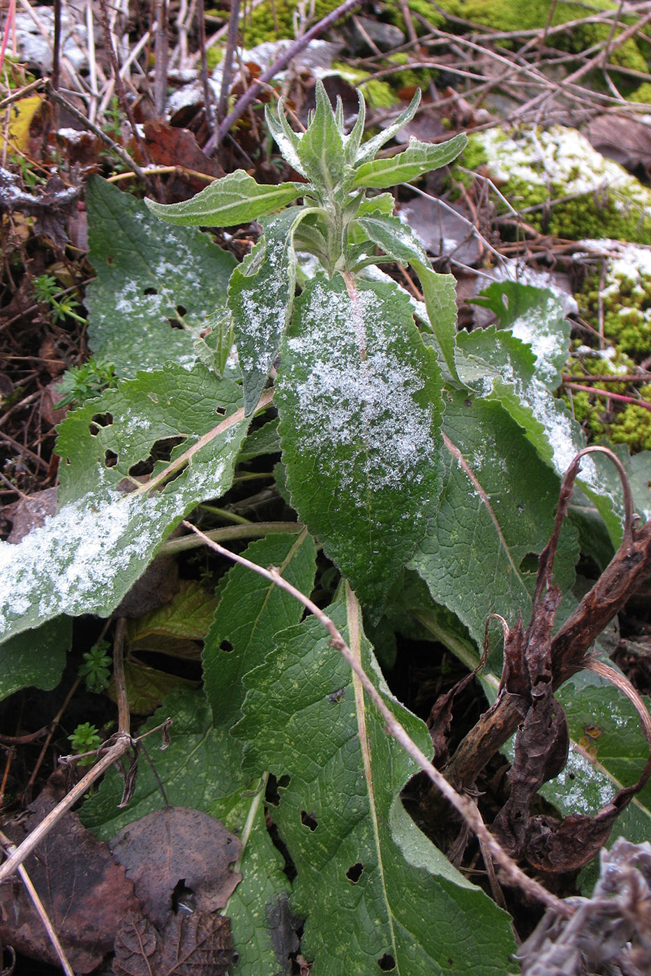 Изображение особи Verbascum lychnitis.