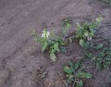 Stachys annua