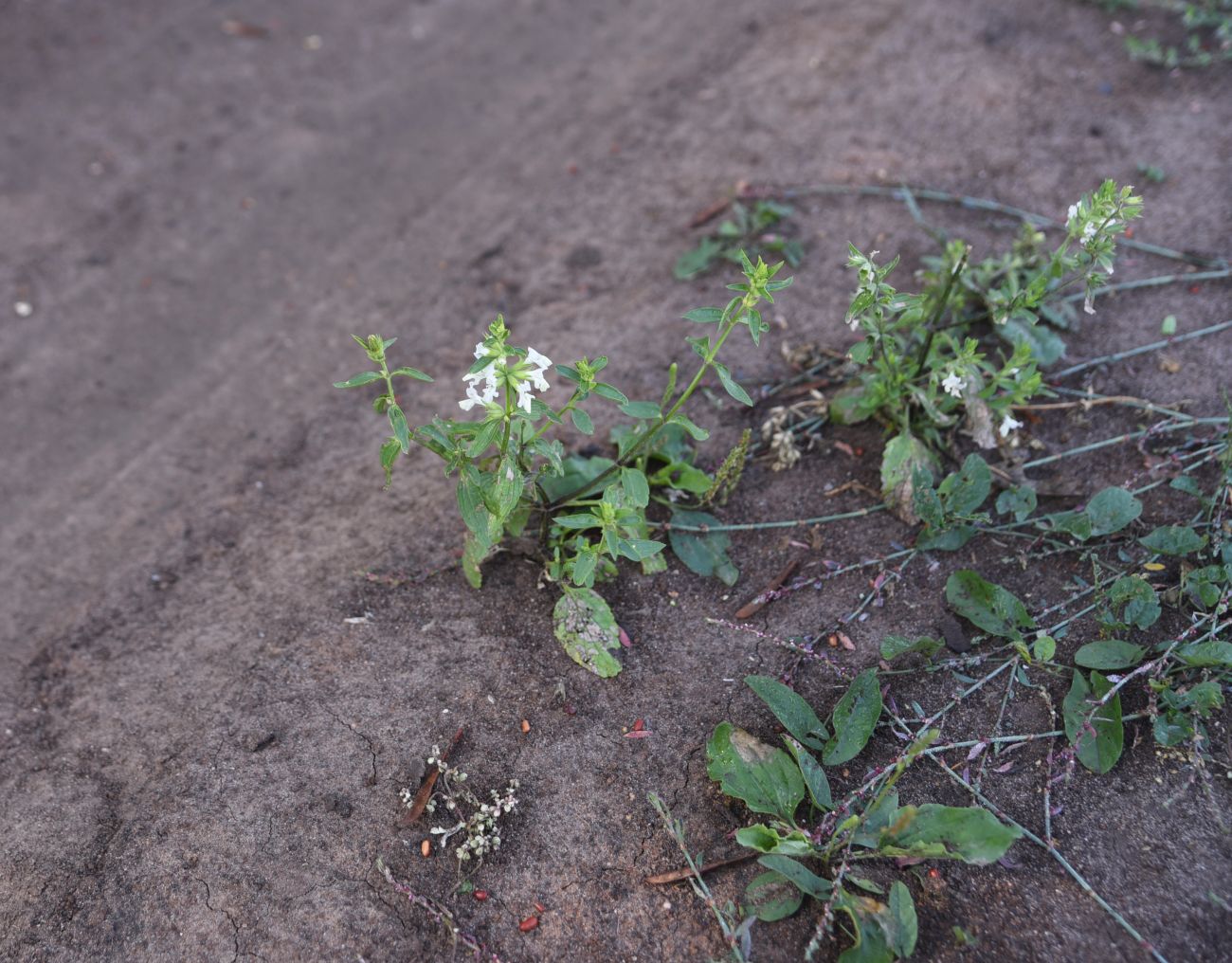 Image of Stachys annua specimen.