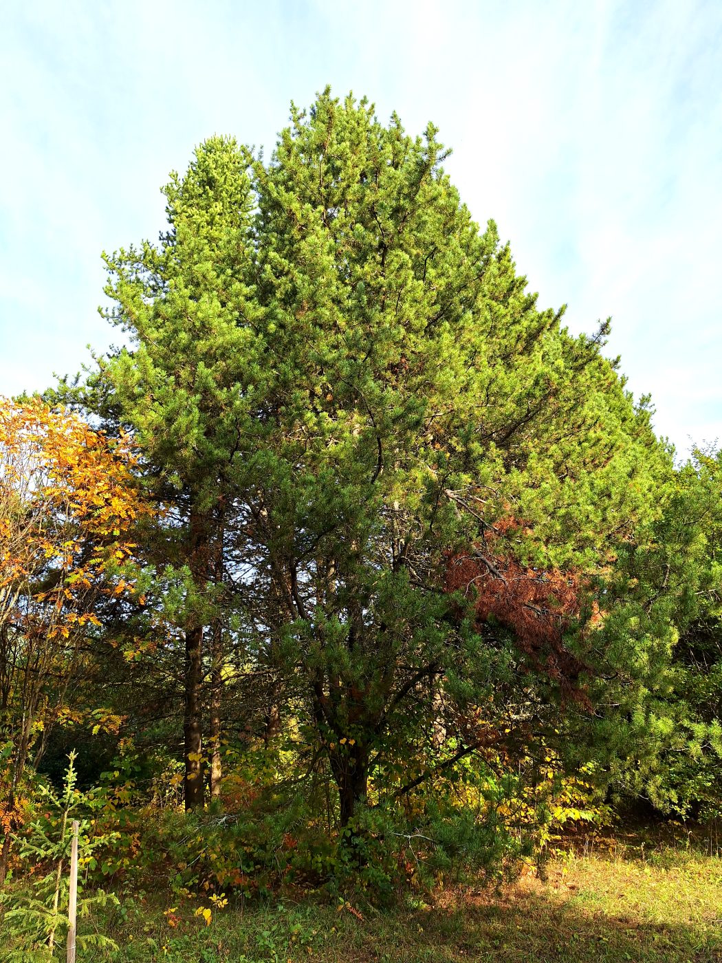 Image of Pinus contorta specimen.