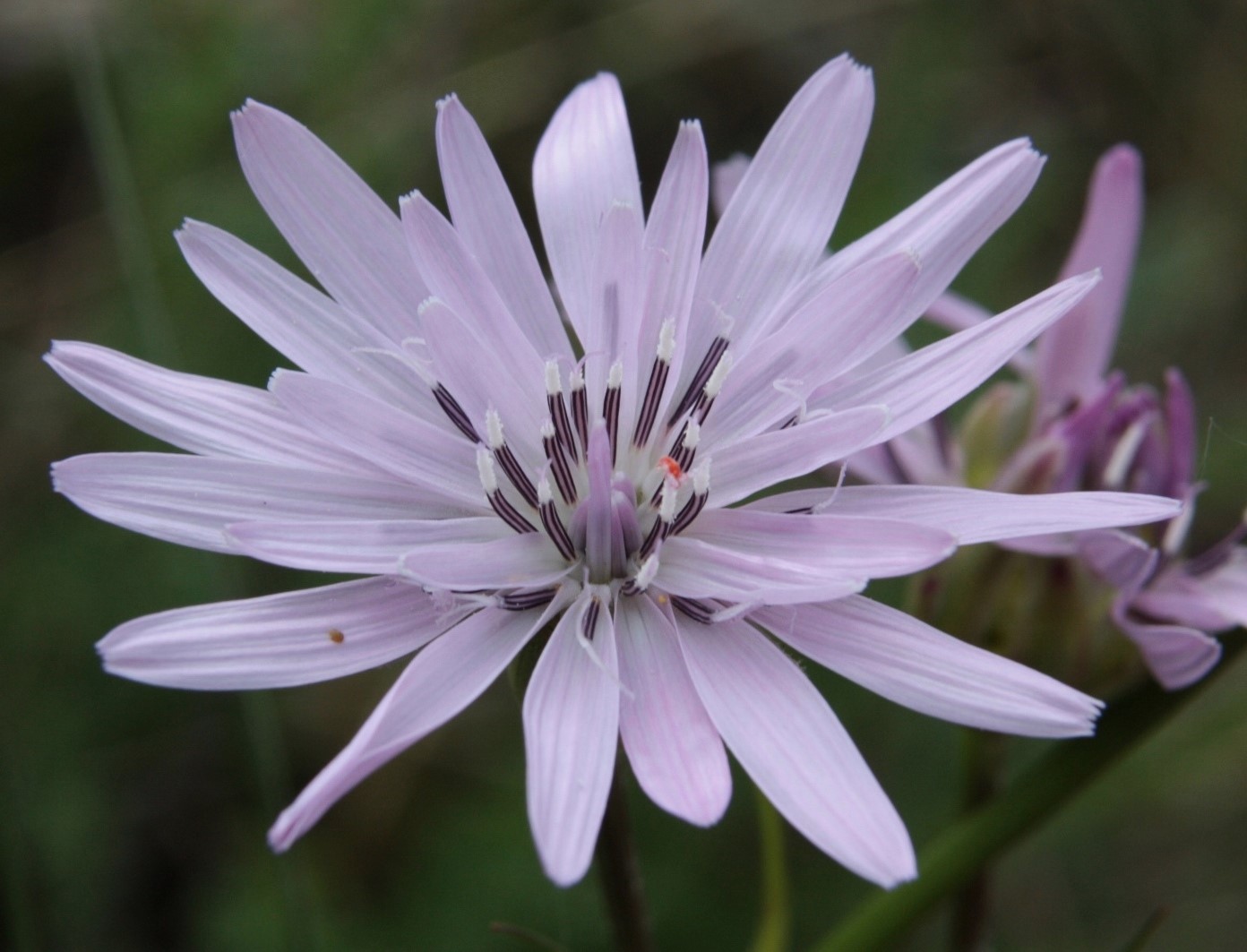 Image of Scorzonera purpurea specimen.