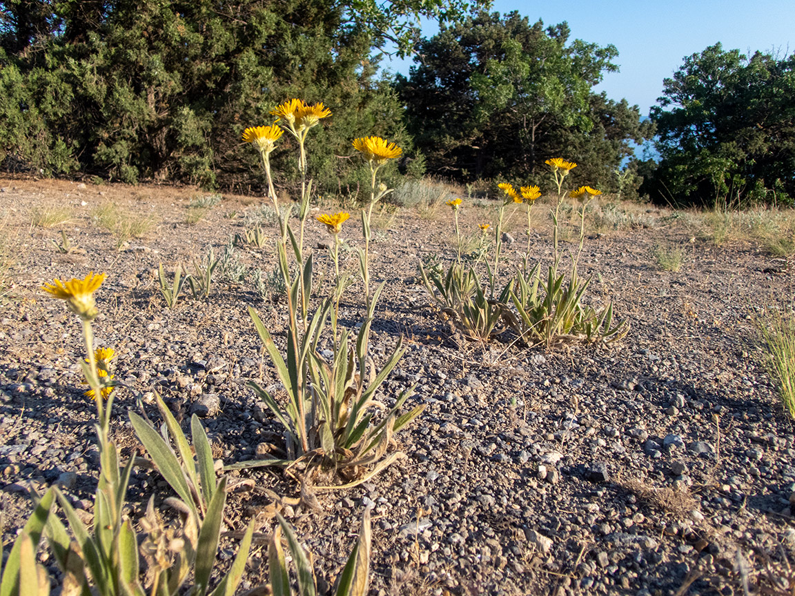 Image of Inula oculus-christi specimen.