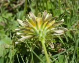 Taraxacum stenocephalum. Верхушка побега с соцветием (вид со стороны обёртки). Кабардино-Балкария, Черекский р-н, ЮВ склон горы Агачбаши, ≈ 2400 м н.у.м., альпийский луг. 30.07.2024.