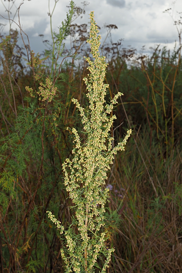 Изображение особи Artemisia abrotanum.