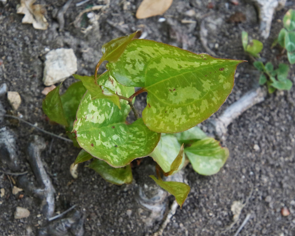 Image of Smilax excelsa specimen.