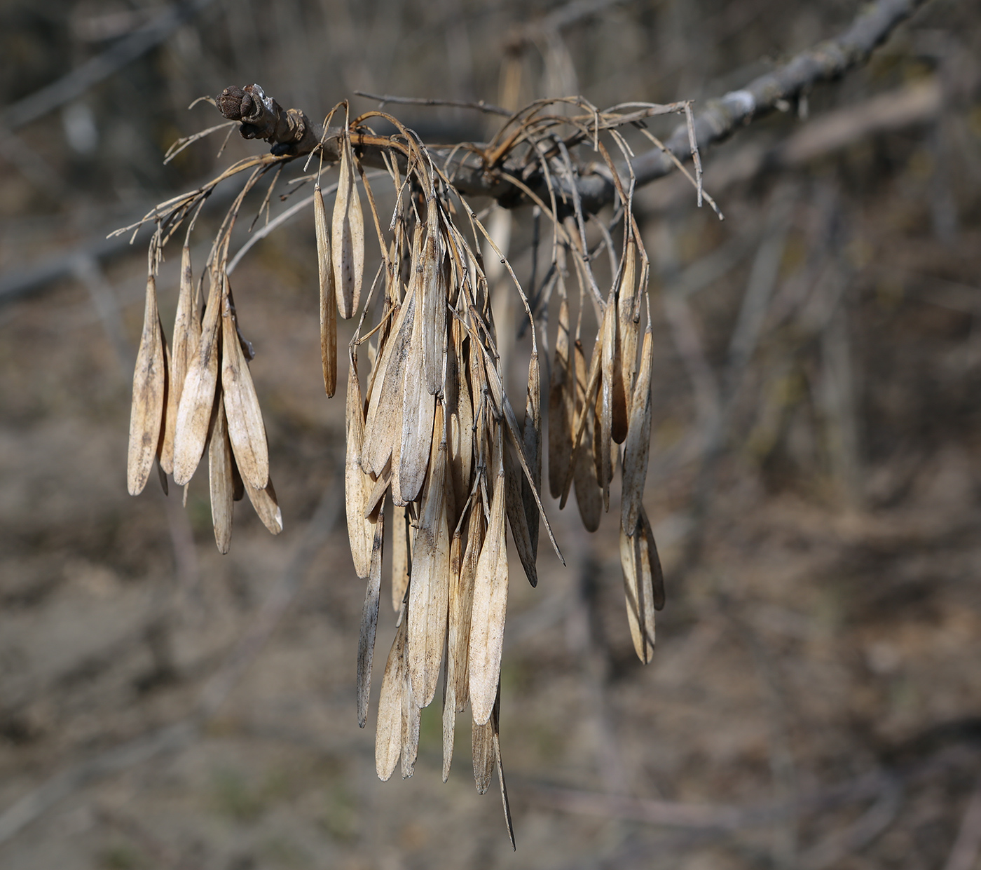 Изображение особи род Fraxinus.