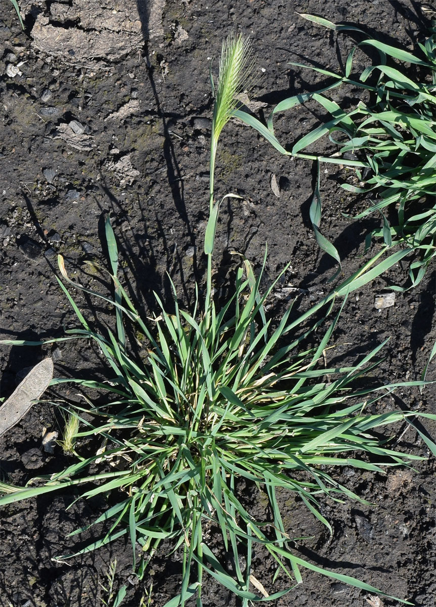 Изображение особи Hordeum leporinum.