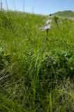 View full-size image Scorzonera purpurea
