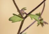 Image of taxon representative. Author is Светлана Коурова