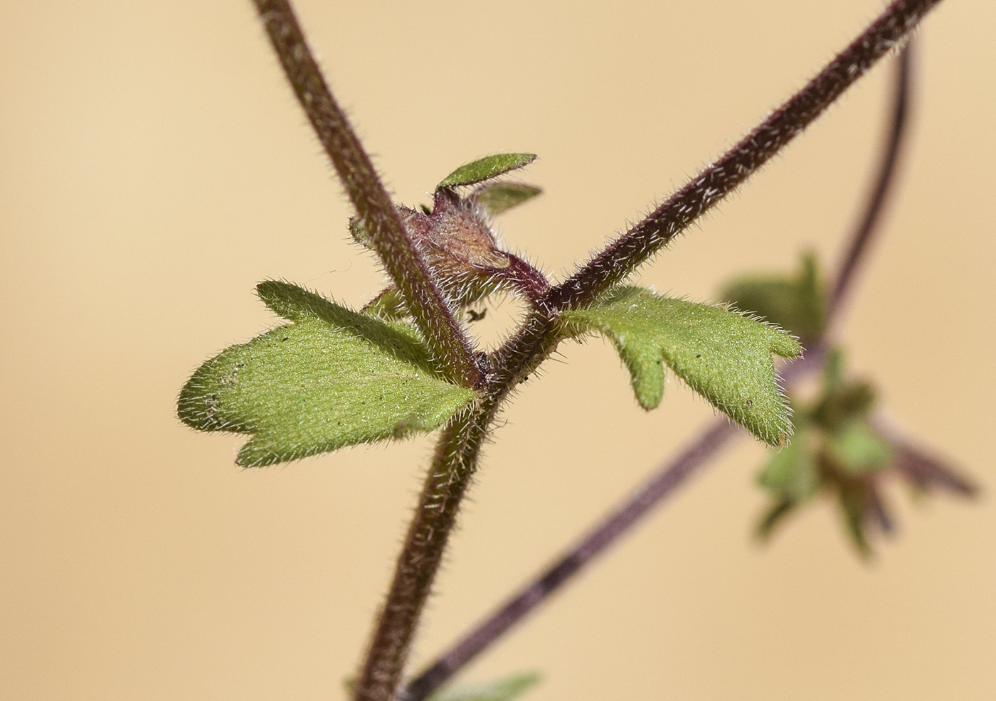Image of Campanula erinus specimen.
