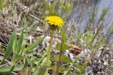 View full-size image genus Taraxacum