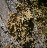 View full-size image Lobaria pulmonaria