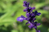 View full-size image Salvia farinacea