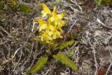 Смотреть изображение Pedicularis oederi