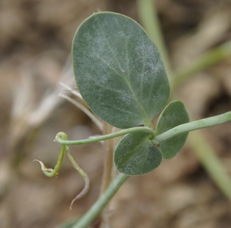 Image of Coronilla scorpioides specimen.